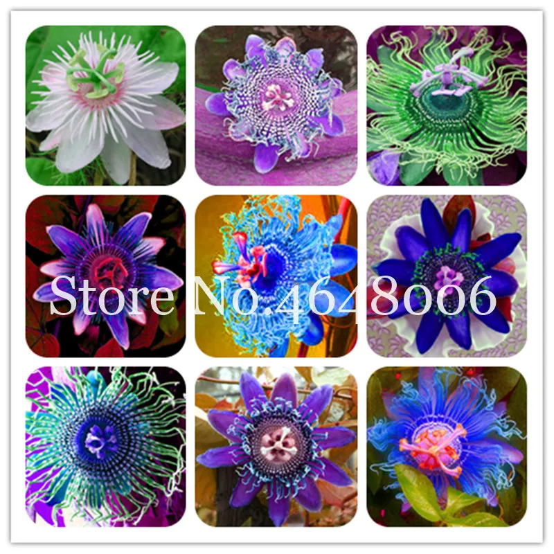 100 Pcs Exotic Passiflora Fruits Tree Flower Bonsai Passion Tropical Flower For Home & Garden Plant Sementes De Frutas Raras
100 Pcs Exotic Passiflora Fruits Tree Flower Bonsai Passion Tropical Flower For Home & Garden Plant Sementes De Frutas Raras