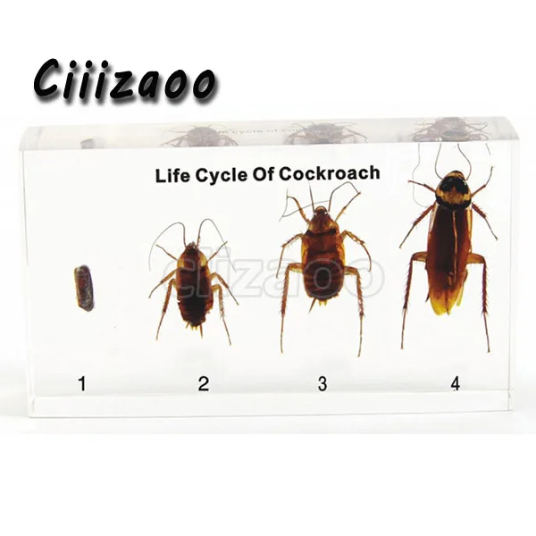 Life Cycle of Cockroach specimen paperweight Taxidermy Collection embedded In Clear Lucite Block Embedding Specimen
Life Cycle of Cockroach specimen paperweight Taxidermy Collection embedded In Clear Lucite Block Embedding Specimen