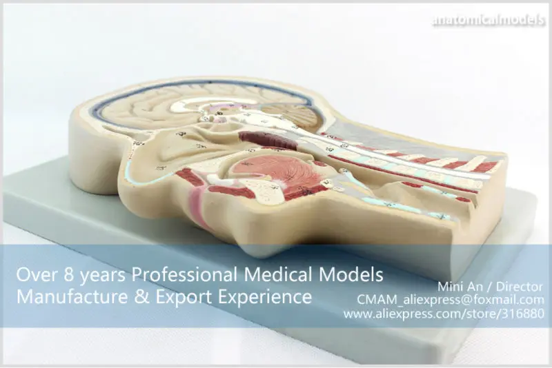 CMAM-BRAIN02 Brain Section Model -3