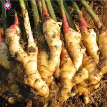 100 Pcs/Tas Jahe Tanaman Sayuran. Dapat Digunakan untuk Memasak Sayuran Mentah Tanaman Rempah-rempah Herbal Pot(China)