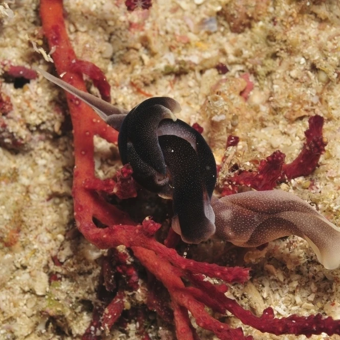 Headshield slugs coiled over a red coral Indonesia Poster Print (34 x 22)