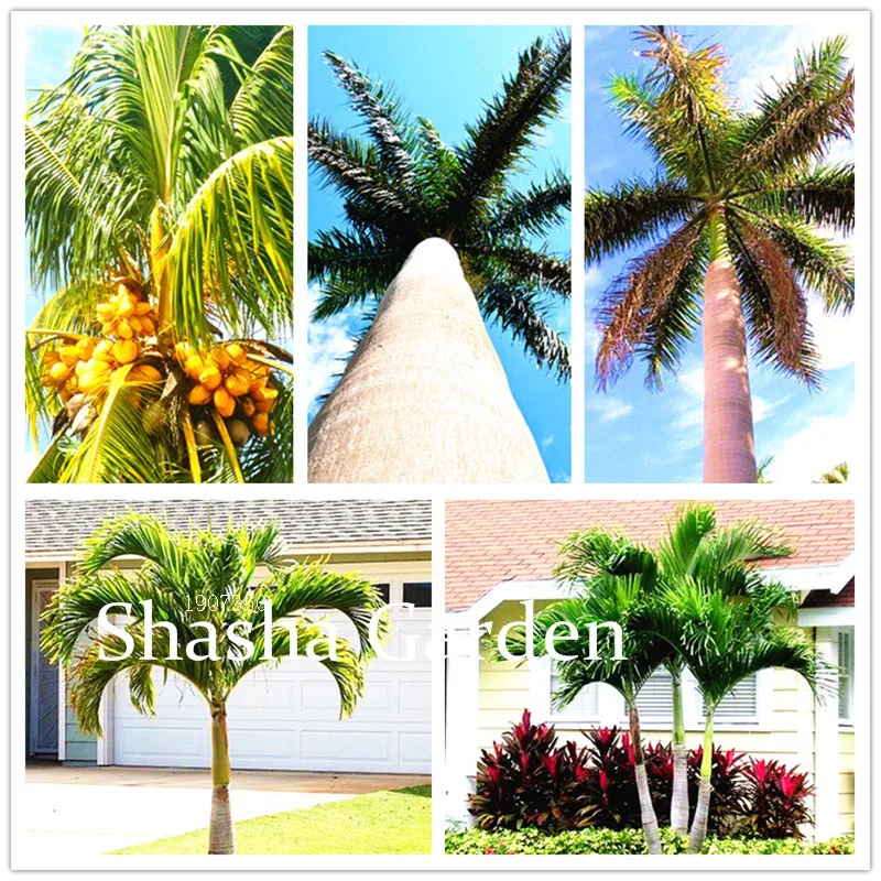 100 Pcs Rare Palm Tree bonsai,Exotic Plants Tree Bonsai Pots Planters Tropical Ornamental Balcony for Home & Garden Semenatsvety
100 Pcs Rare Palm Tree bonsai,Exotic Plants Tree Bonsai Pots Planters Tropical Ornamental Balcony for Home & Garden Semenatsvety