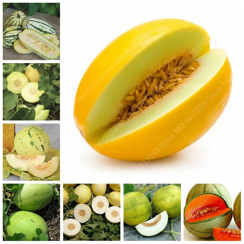20 Pcs Japan Fruit Cantaloupe Melon Original Superior Honey Dew Green Fresh Fruit Delicious Muskmelon Bonsai Potted Flower Plant
20 Pcs Japan Fruit Cantaloupe Melon Original Superior Honey Dew Green Fresh Fruit Delicious Muskmelon Bonsai Potted Flower Plant