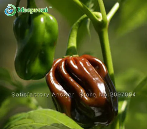 Promotion! 100pcs 100% Organic Habanero Chocolate Pepper Bonsai Giant Pepper, Vegetable Bonsai Free Shipping
Promotion! 100pcs 100% Organic Habanero Chocolate Pepper Bonsai Giant Pepper, Vegetable Bonsai Free Shipping