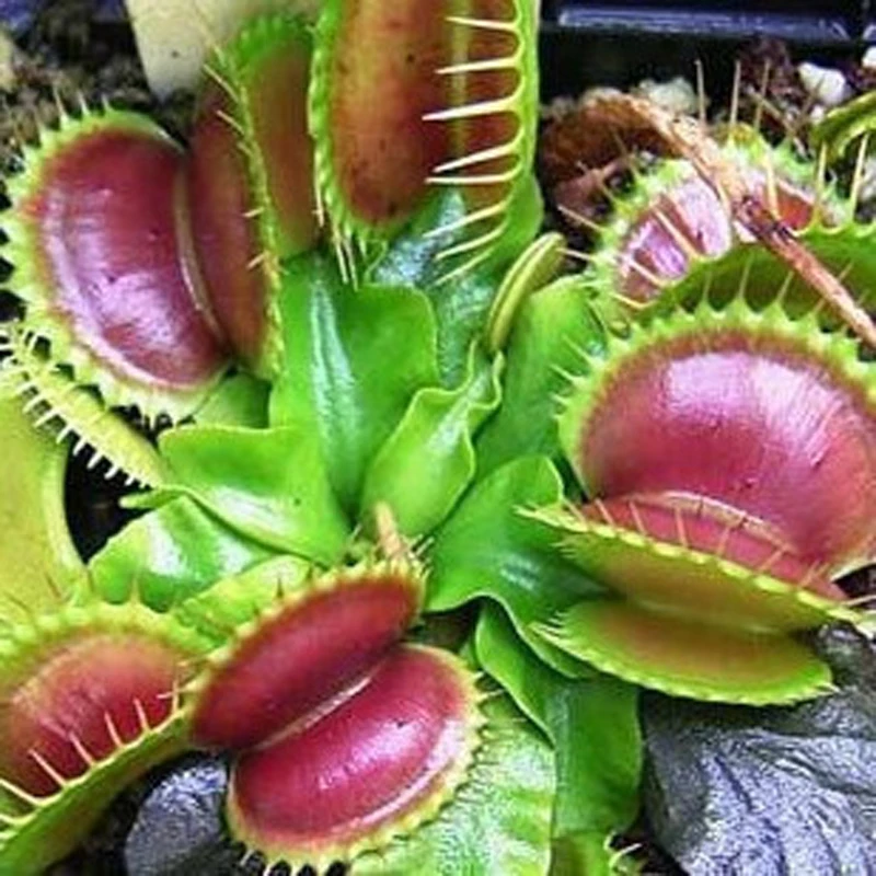 Grass Cordyceps Weird Magic Venus Flytrap Insectivorous Plant Professional packaging 200 /pack
Grass Cordyceps Weird Magic Venus Flytrap Insectivorous Plant Professional packaging 200 /pack