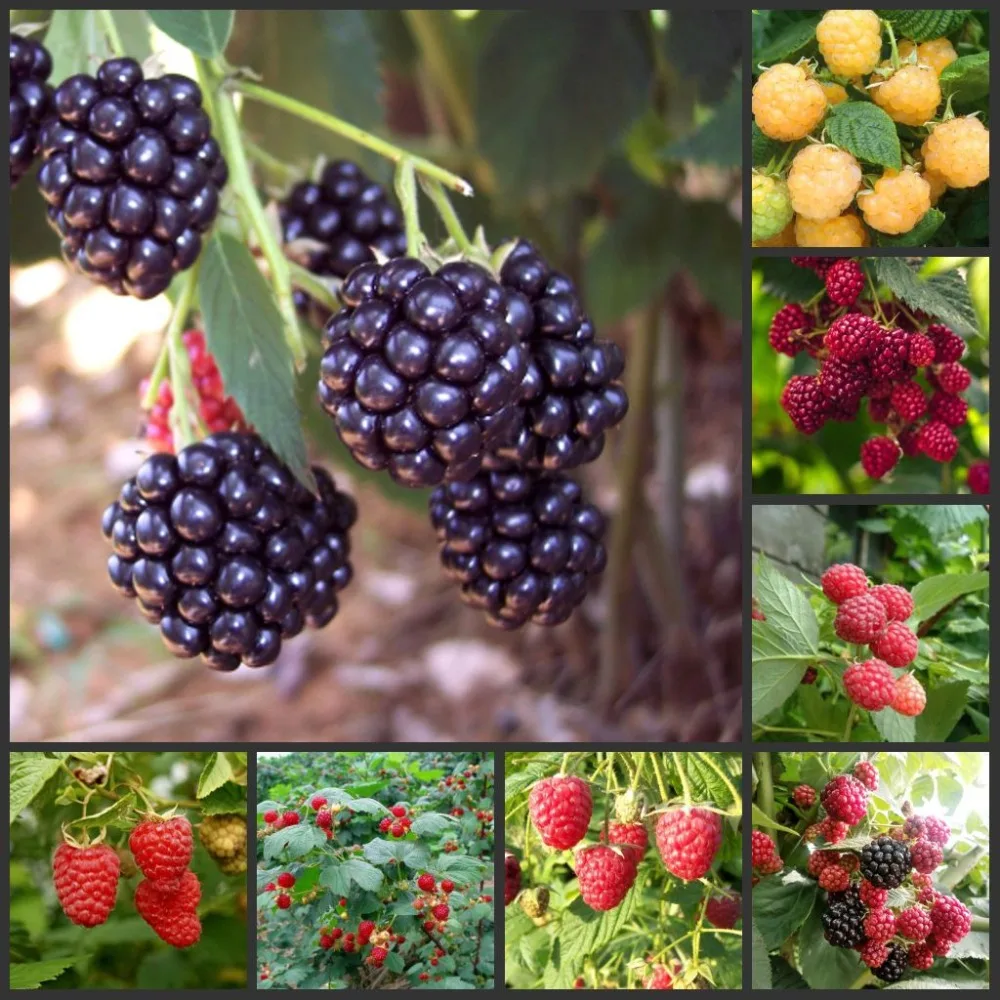 100% Fresh Real Rubus corchorifolius Strawberry semillas - Shumei - Fruit Plant Sementes
100% Fresh Real Rubus corchorifolius Strawberry semillas - Shumei - Fruit Plant Sementes