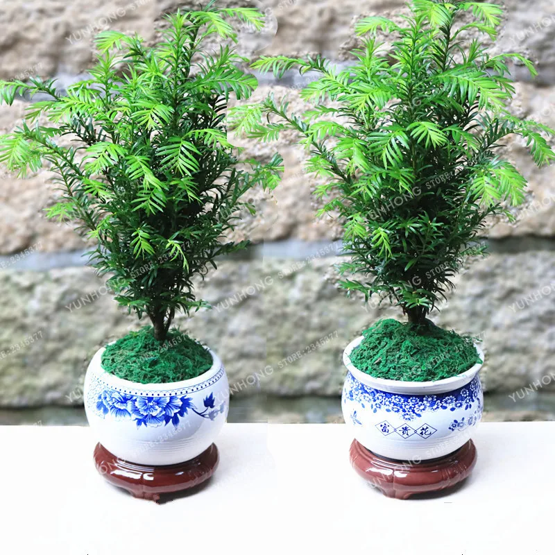 10 Pcs Evergreen Tree Taxus Chinensis Bonsai Ornamental Plant Perennial Chinese Yew Bonsai Family Taxaceae Taxus Sumatrana
10 Pcs Evergreen Tree Taxus Chinensis Bonsai Ornamental Plant Perennial Chinese Yew Bonsai Family Taxaceae Taxus Sumatrana