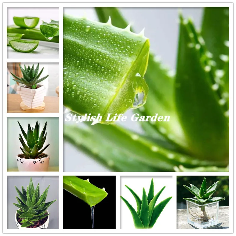 200 Pcs Aloe vera bonsai Succulent Lucky Aloe Plants Indoor Plant Bonsais Edible Beauty Fruit Vegeable DIY Home Garden Easy Grow
200 Pcs Aloe vera bonsai Succulent Lucky Aloe Plants Indoor Plant Bonsais Edible Beauty Fruit Vegeable DIY Home Garden Easy Grow