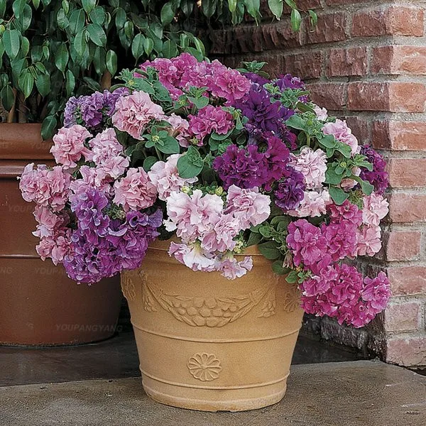 200 Pcs Petunia Bonsais Plantas Garden Petunia Mixed Color Potted Perennial Flower Planta Diy Home Garden Plants
200 Pcs Petunia Bonsais Plantas Garden Petunia Mixed Color Potted Perennial Flower Planta Diy Home Garden Plants