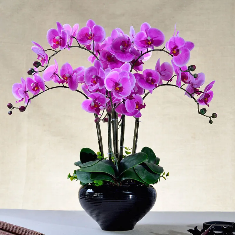 22-varieties-of-Bonsai-pot-Flowers-Seeds-Senior-Ornamental-Orchid-home-garden-Plants-Indoor-200pcs-Phalaenopsis(2)