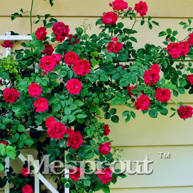 100pcs Rare Thailand Climbing Rose Bonsai Rare Plant Rose Bonsai home & garden, bonsai garden flowers. Multi-color selection
100pcs Rare Thailand Climbing Rose Bonsai Rare Plant Rose Bonsai home & garden, bonsai garden flowers. Multi-color selection