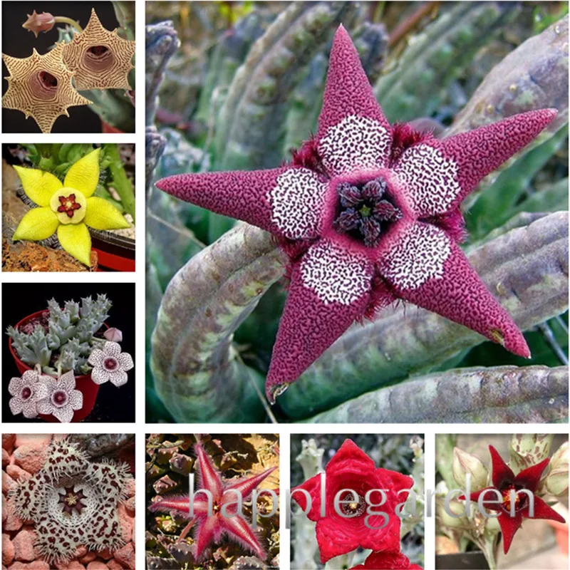 100 Pcs Bonsai Plants Stapelia Pulchella Perennial Flower Plants Easy Growing for DIY Home & Garden Planting Purify The Air
100 Pcs Bonsai Plants Stapelia Pulchella Perennial Flower Plants Easy Growing for DIY Home & Garden Planting Purify The Air