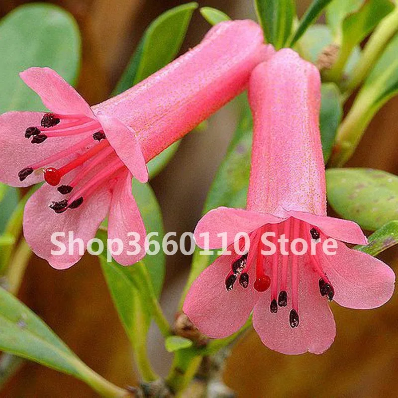 Hot Sale 100 Pcs/Bag Bell Orchid Bonsai Flower Campanula Bonsai Flower Seedling Convallaria Plant Pot For Home Garden air plants
Hot Sale 100 Pcs/Bag Bell Orchid Bonsai Flower Campanula Bonsai Flower Seedling Convallaria Plant Pot For Home Garden air plants