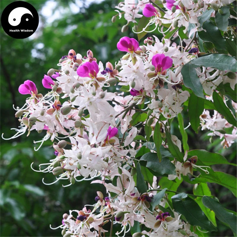 Buy Lysidice Rhodostegia Tree Semente 20pcs Plant Lysidice Rhodostegia For Yi Hua
Buy Lysidice Rhodostegia Tree Semente 20pcs Plant Lysidice Rhodostegia For Yi Hua