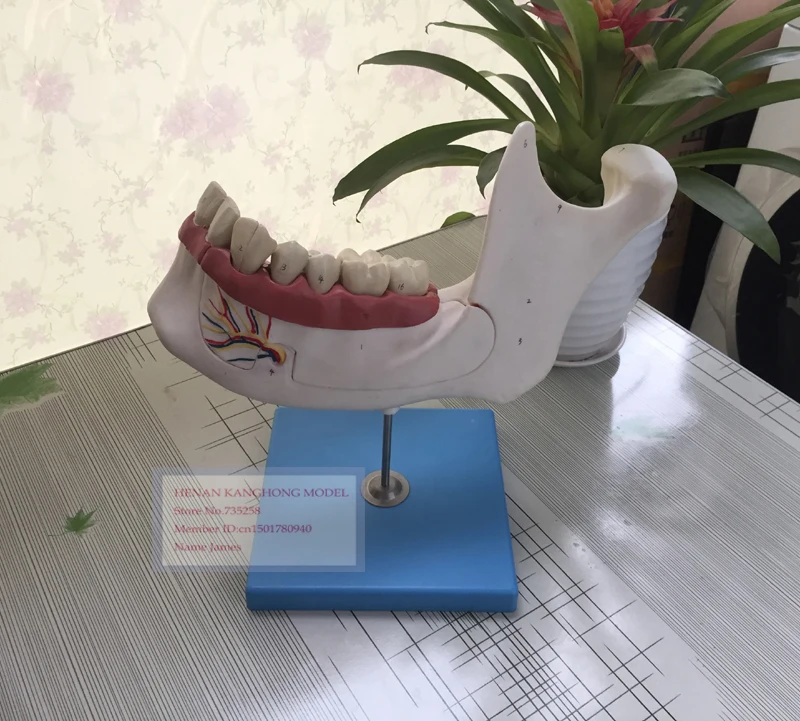 ISO Lower Jaw of 18-year-old,Anatomical Model Adult Teeth,Adult Jaw Teeth Model
ISO Lower Jaw of 18-year-old,Anatomical Model Adult Teeth,Adult Jaw Teeth Model