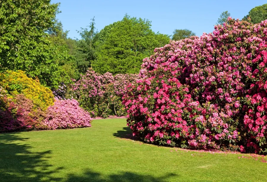 Laeacco Spring Blossom Flowers Garden Scenic Photography Backgrounds Customized Vinyl Photographic Backdrops For Photo Studio
Laeacco Spring Blossom Flowers Garden Scenic Photography Backgrounds Customized Vinyl Photographic Backdrops For Photo Studio