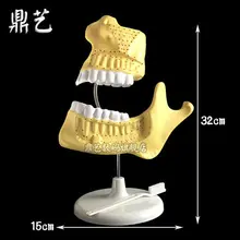Scientific experimental equipment Biological teaching instrument children dentition model 32*15cm
Scientific experimental equipment Biological teaching instrument children dentition model 32*15cm