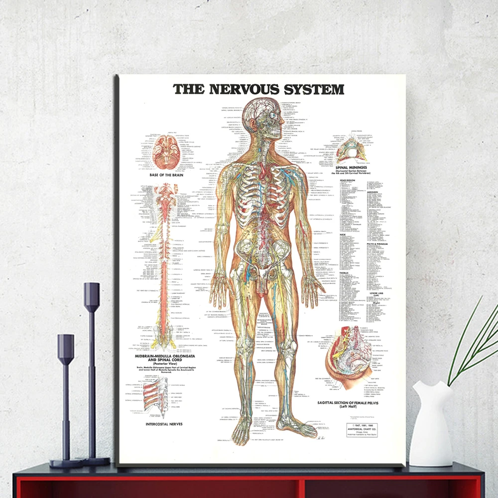 ZZ1853 the nervous system poster print canvas painting Anatomy Medical wall art Picture Living room Home Decoration Giclee print
ZZ1853 the nervous system poster print canvas painting Anatomy Medical wall art Picture Living room Home Decoration Giclee print
