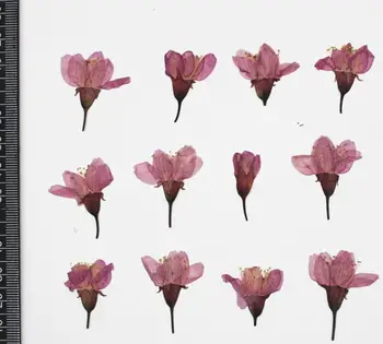 120pcs Pressed Dried Cherry Sakura Flower Plants Herbarium For Resin Jewelry Making Postcard Frame Phone Case Craft DIY
120pcs Pressed Dried Cherry Sakura Flower Plants Herbarium For Resin Jewelry Making Postcard Frame Phone Case Craft DIY