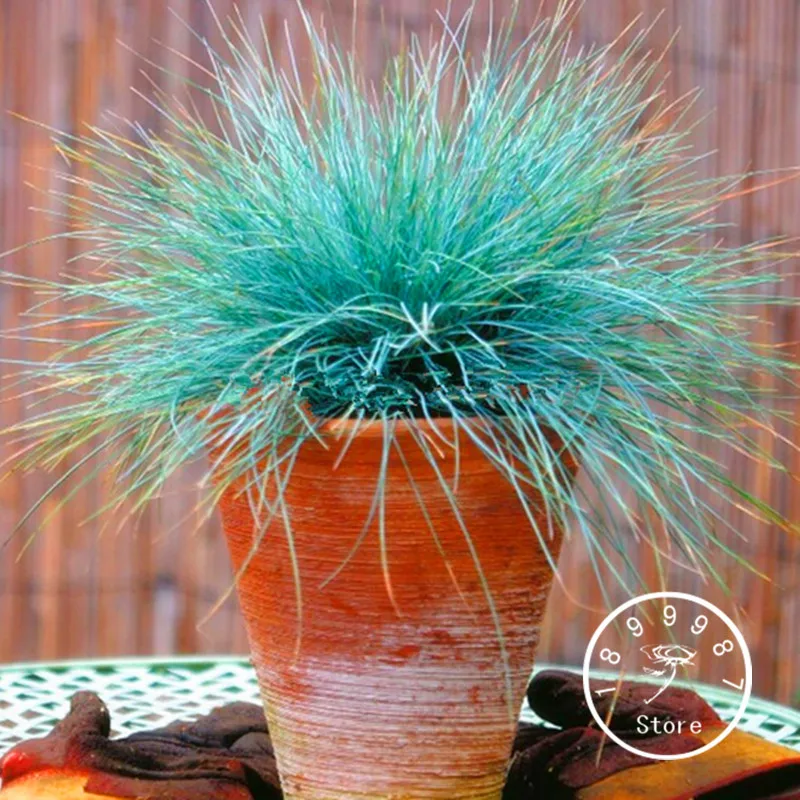 Promotion!100 Pieces/pack Blue Fescue Grass Bonsai - (Festuca glauca) perennial hardy ornamental grass so easy to grow,#DY565F
Promotion!100 Pieces/pack Blue Fescue Grass Bonsai - (Festuca glauca) perennial hardy ornamental grass so easy to grow,#DY565F