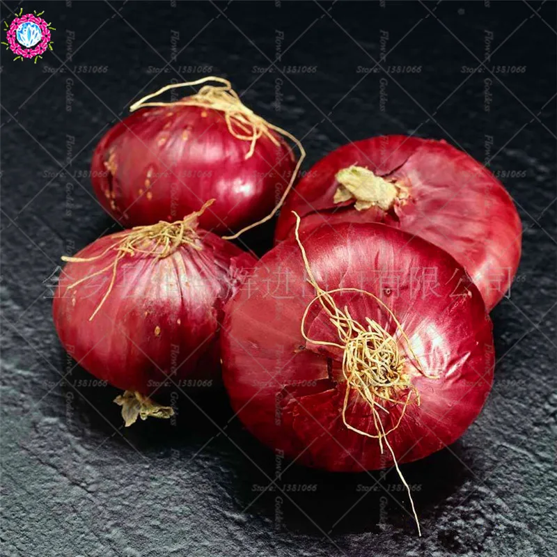 BONSAI 100pcs giant onion Organic edible green vegetable planting potted for home garden supplies
BONSAI 100pcs giant onion Organic edible green vegetable planting potted for home garden supplies