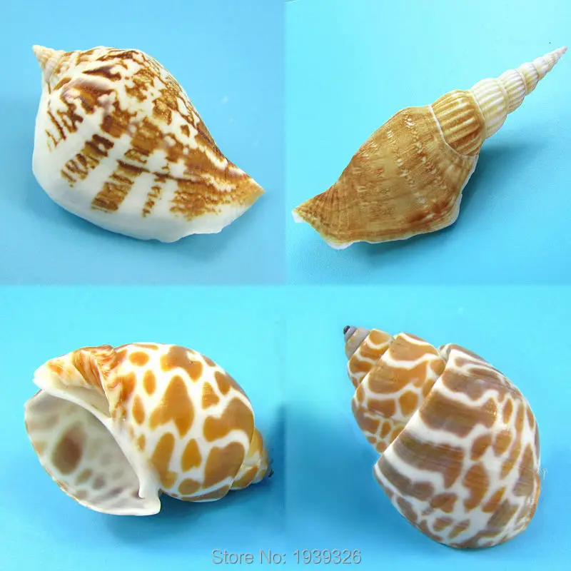2-7cm White Yellow Conch Natural Beach Concha Sea Shell Crafts Fish Tank Aquarium Decorations Garden Ornaments Nautical Decor
2-7cm White Yellow Conch Natural Beach Concha Sea Shell Crafts Fish Tank Aquarium Decorations Garden Ornaments Nautical Decor