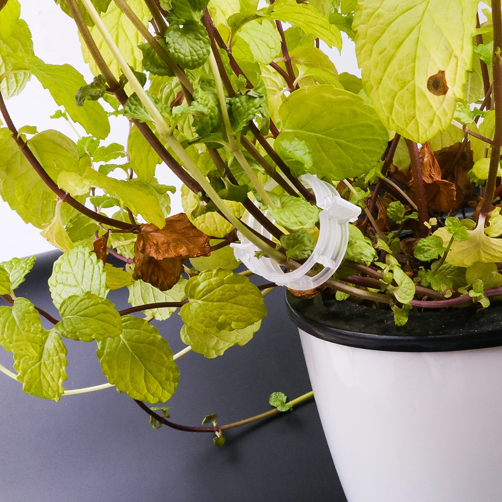 100pcs 30mm Transparent Plastic Plant Support Clips Plants Hanging Vine Garden Greenhouse Vegetables Tomatoes Clips
100pcs 30mm Transparent Plastic Plant Support Clips Plants Hanging Vine Garden Greenhouse Vegetables Tomatoes Clips
