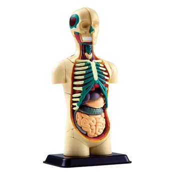 High Quality 12.7cm Human Torso Human Anatomy Model Human Bust / Head / Musculoskeletal Anatomical Models for Medical Teaching
High Quality 12.7cm Human Torso Human Anatomy Model Human Bust / Head / Musculoskeletal Anatomical Models for Medical Teaching