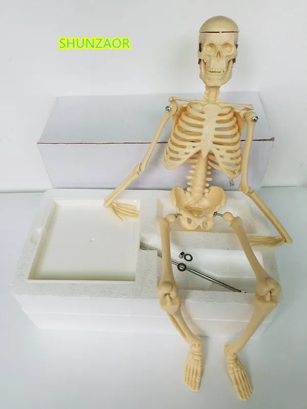 45cm Wholesale Flexible Medical Human Anatomical Anatomy Skeleton Model Medical Learn Aid Resources
45cm Wholesale Flexible Medical Human Anatomical Anatomy Skeleton Model Medical Learn Aid Resources