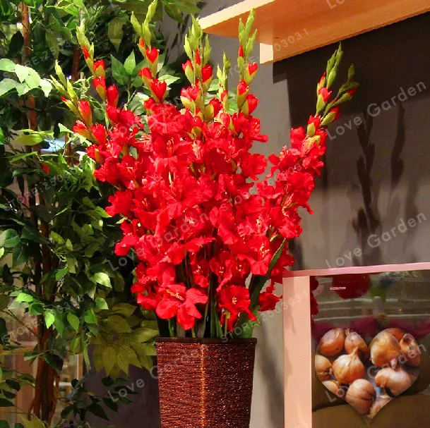 Red Gladiolus Bulbs(Not Gladiolus Seed), DIY Aerobic Potted, 95% Germination, Rare Gladiolus Bulbs-2 Bulbs
Red Gladiolus Bulbs(Not Gladiolus Seed), DIY Aerobic Potted, 95% Germination, Rare Gladiolus Bulbs-2 Bulbs