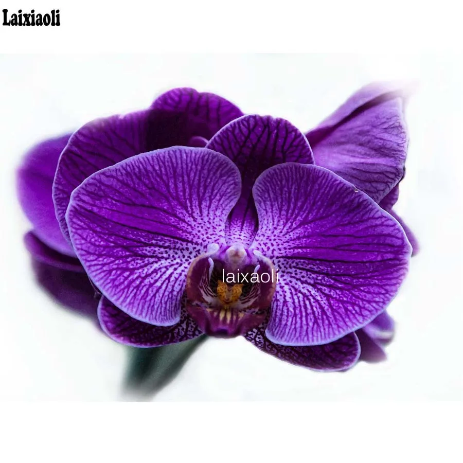 Full diamond painting cross stitch diamond embroidery pouple orchid diamond mosaic fantasy flower painting home decor 3D picture
Full diamond painting cross stitch diamond embroidery pouple orchid diamond mosaic fantasy flower painting home decor 3D picture