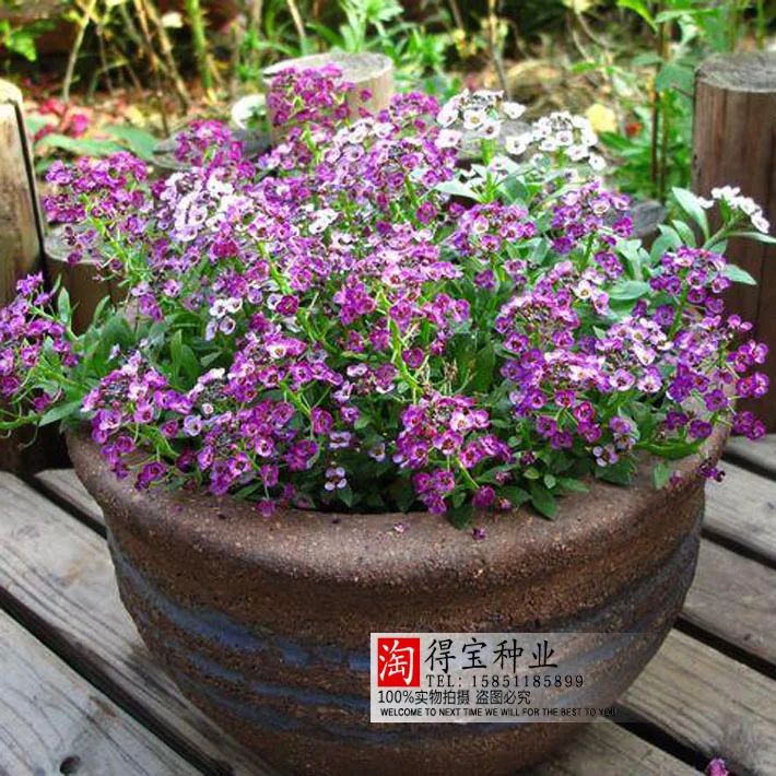 New Arrival New Summer Virgo Hornsey Ball Garden Potted Flowers bonsai Fragrant Snowballs Four Seasons Planting 100pcs
New Arrival New Summer Virgo Hornsey Ball Garden Potted Flowers bonsai Fragrant Snowballs Four Seasons Planting 100pcs