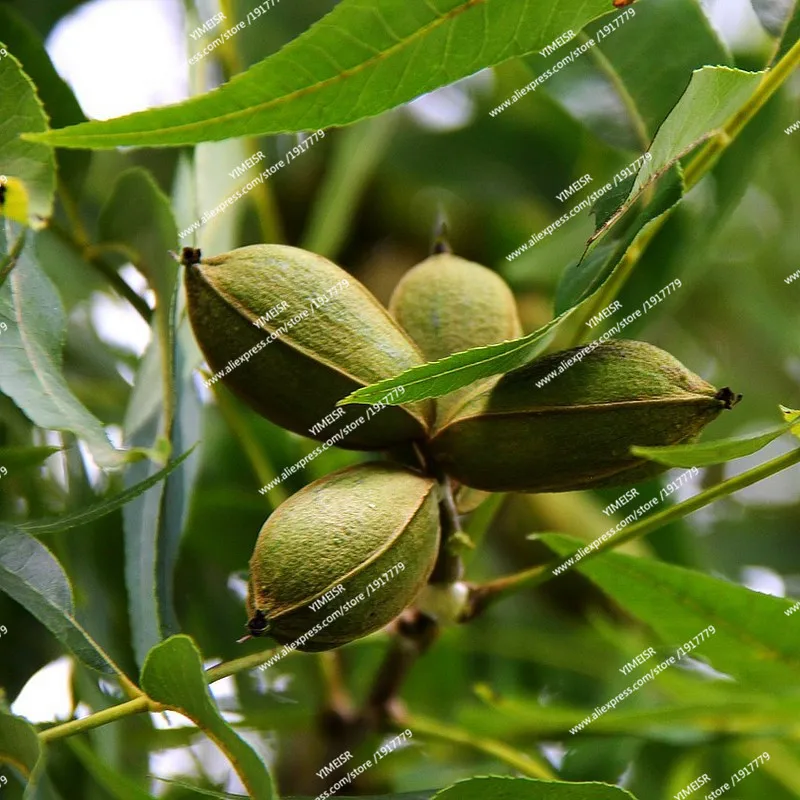 carya_illinoinensis_-_pacanier_comestible_-_noix_de_pecan