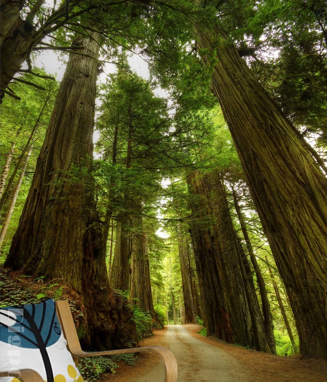 Wholesale Big Tree Forest 3d Photo Murals Wallpaper for Living Room TV Sofa Background 3d Wall Mural Wall Fresco 3d Custom Mural
Wholesale Big Tree Forest 3d Photo Murals Wallpaper for Living Room TV Sofa Background 3d Wall Mural Wall Fresco 3d Custom Mural
