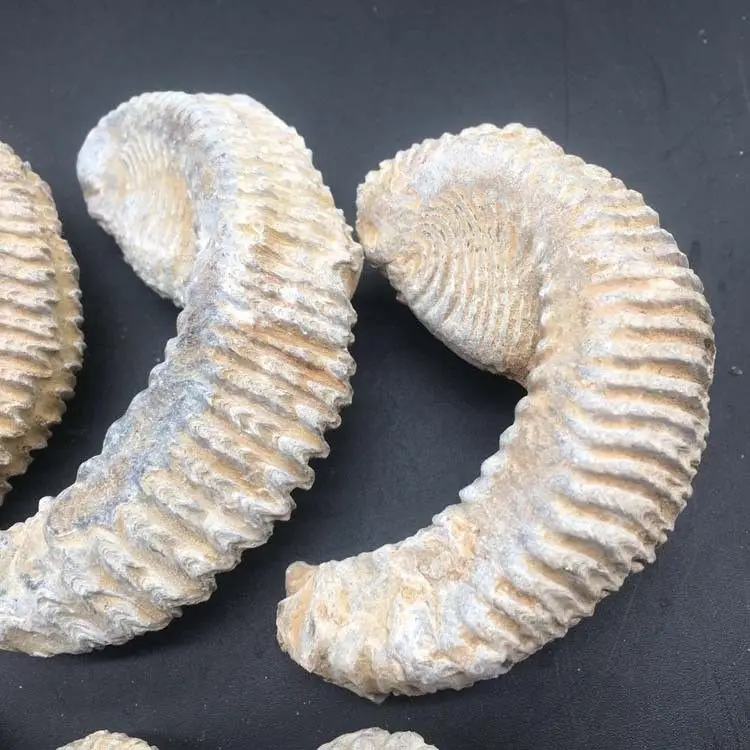Wholesale 1Pc Rare Natural Rough Zipper Oyster Fossil Snail Fossil Specimen Madagascar Quartz Crystals Natural Stones
Wholesale 1Pc Rare Natural Rough Zipper Oyster Fossil Snail Fossil Specimen Madagascar Quartz Crystals Natural Stones