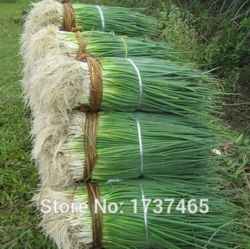 500pcs/lot Seasons onions,leeks balcony potted plants,bonsai organic vegetables chives free shipping
500pcs/lot Seasons onions,leeks balcony potted plants,bonsai organic vegetables chives free shipping