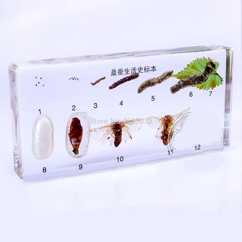 Brand New Life Cycle Of Mulberry silkworm specimens In clear Lucite Educational Explore Instrument 16.6X8X2.2cm
Brand New Life Cycle Of Mulberry silkworm specimens In clear Lucite Educational Explore Instrument 16.6X8X2.2cm