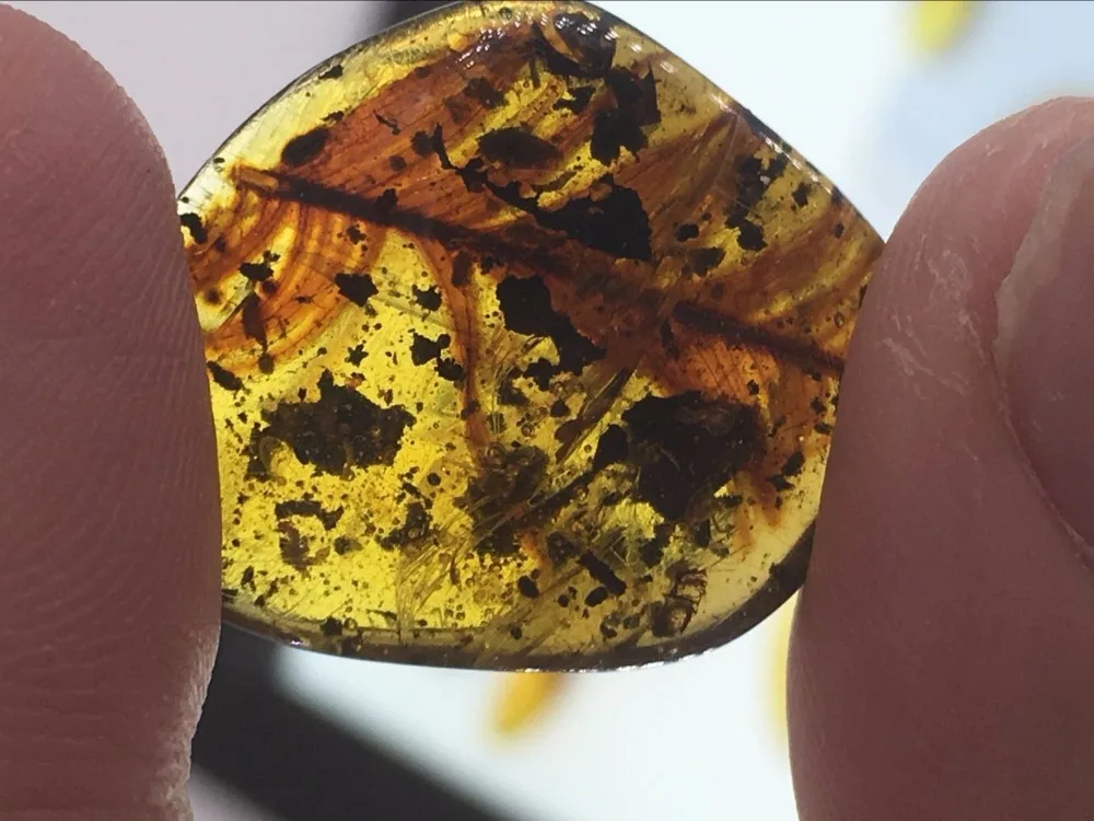 Rare ancient bird wings feather Untreated Myanmar Amber insect 100 million years ago lynx stone from dinosaurs age Cretaceous
Rare ancient bird wings feather Untreated Myanmar Amber insect 100 million years ago lynx stone from dinosaurs age Cretaceous