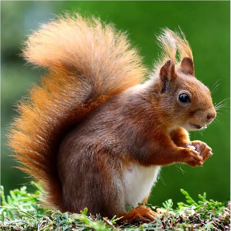 Squirrel Diamond Embroidery Mosaic Crystal 5D Cross Stitch Diamond Painting DIY Wall Sticker Decoration Paintings home decor
Squirrel Diamond Embroidery Mosaic Crystal 5D Cross Stitch Diamond Painting DIY Wall Sticker Decoration Paintings home decor