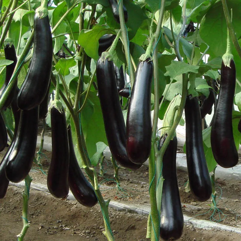 30 pcs/set Purple Eggplant Vegetable bonsai Eggplant Bonsai Organic Vegetables Plants Seedling For Home & Garden organic Plants
30 pcs/set Purple Eggplant Vegetable bonsai Eggplant Bonsai Organic Vegetables Plants Seedling For Home & Garden organic Plants