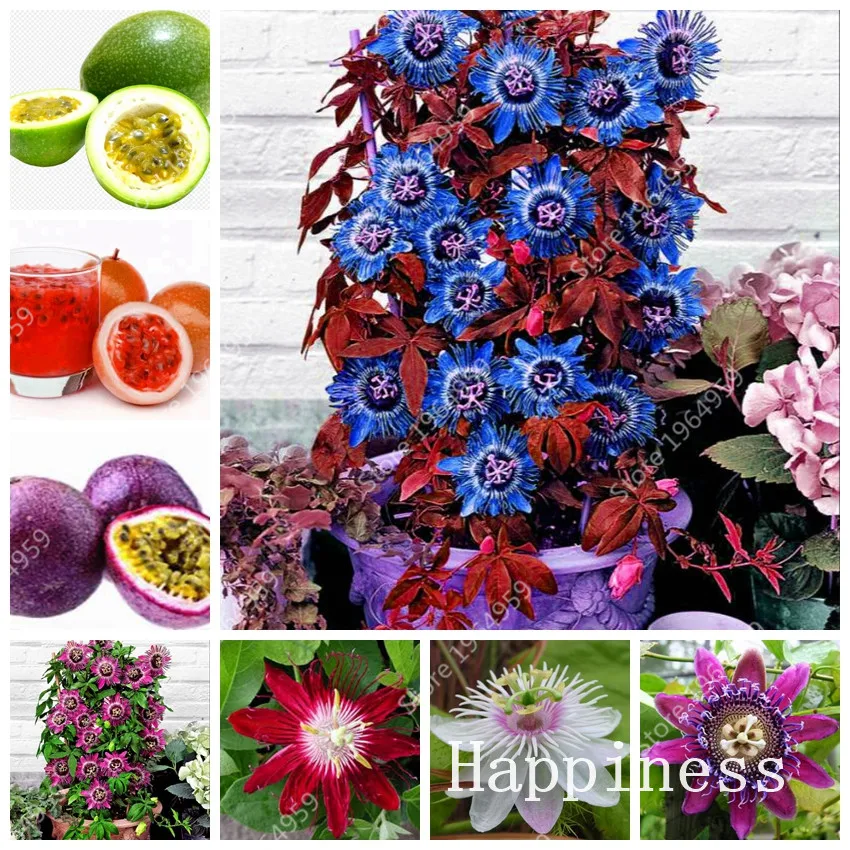 100 Pcs Rare Passion Flower Flores Vine Fruit Passiflora Bonsai (Passiflora Incarnata) Diy Home Garden Organic Tropical Edible
100 Pcs Rare Passion Flower Flores Vine Fruit Passiflora Bonsai (Passiflora Incarnata) Diy Home Garden Organic Tropical Edible