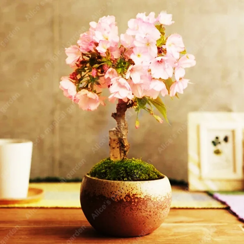 Japanese Sakura Bonsai Flower Blossoms Cherry Tree Ornamental Plant 20 Particles / lot
Japanese Sakura Bonsai Flower Blossoms Cherry Tree Ornamental Plant 20 Particles / lot