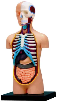 medical human skull skeleton anatomical model 15 INCHES DELUXE TORSO teeth model with esqueleto humano anatomia
medical human skull skeleton anatomical model 15 INCHES DELUXE TORSO teeth model with esqueleto humano anatomia