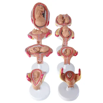 8 pcs Pregnancy fetal development process model Embryonic development anotomical model educational equipment
8 pcs Pregnancy fetal development process model Embryonic development anotomical model educational equipment