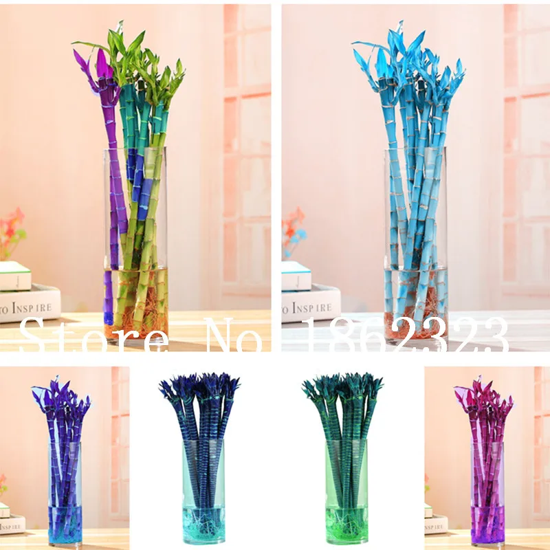 50 PCS/Pack Rare Bamboo Bonsai Potted Balcony Lucky Bamboo Plants Beautiful Bonsai For DIY Home Garden Household Potted plant
50 PCS/Pack Rare Bamboo Bonsai Potted Balcony Lucky Bamboo Plants Beautiful Bonsai For DIY Home Garden Household Potted plant
