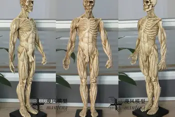 human body model painting with resin arts model of human musculoskeletal anatomy of the skull
human body model painting with resin arts model of human musculoskeletal anatomy of the skull