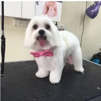 50pc/lot CutePet Dot cotton Bow Tie Dog Cat Bowtie Formal Pet Necktie Adjustable Collar Party Necktie Wedding Dog Tie P27
50pc/lot CutePet Dot cotton Bow Tie Dog Cat Bowtie Formal Pet Necktie Adjustable Collar Party Necktie Wedding Dog Tie P27