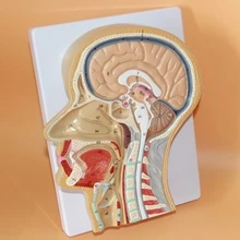 Natural size human head Sagittal brain anatomical section model nasal cavity mouth Throat and nose free shipping
Natural size human head Sagittal brain anatomical section model nasal cavity mouth Throat and nose free shipping