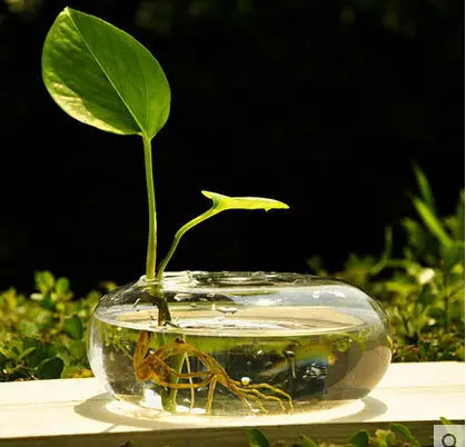 Creative transparent sector vase A hydroponic vase household decoration accessories furnishing articles
Creative transparent sector vase A hydroponic vase household decoration accessories furnishing articles