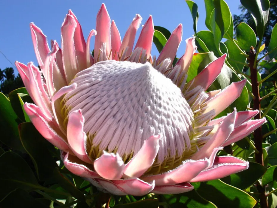 100 pcs / bag ,Protea potted flower variety complete, the budding rate 95%, (Mixed colors)
100 pcs / bag ,Protea potted flower variety complete, the budding rate 95%, (Mixed colors)